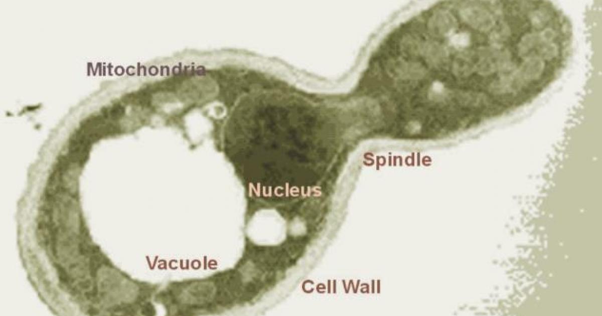 Yeast research increase life span