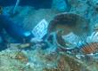 Still from the underwater excavation work at the find site near Kekova.  