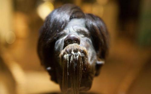 Dna Analysis Reveals Troubling News About Shrunken Heads Shrunken Heads | Ancient Origins