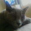 Profile picture for user Sheryl L Bratcher