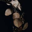 Allison McCormick's picture