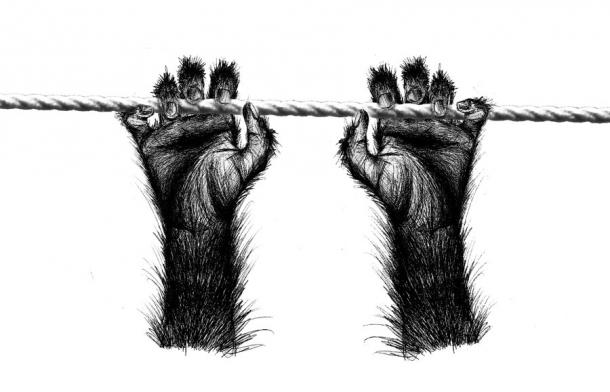Un dibujo de manos de simio que muestra claramente sus pulgares oponibles, lo que convierte a los simios fósiles en nuestros primeros ancestros. (Rowena Wilson/Adobe Stock)