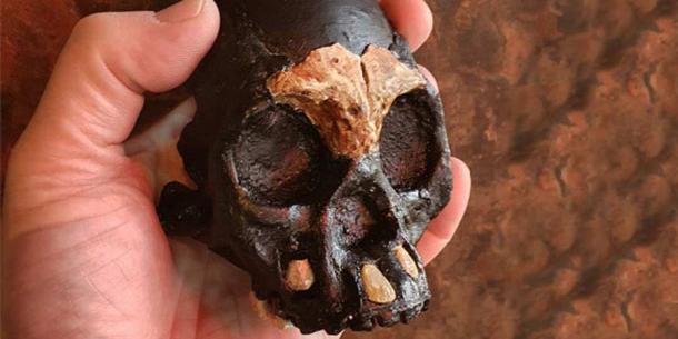 El cráneo del niño Homo naledi llamado Leti encontrado en los niveles más bajos del sistema de cuevas Rising Star de Sudáfrica. (Universidad de Witwatersrand, Johannesburgo)