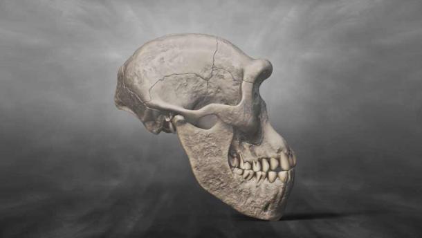 Recreación en 3D de un cráneo de Homo erectus georgicus hallado en Dmanisi. (Raquel/Adobe Stock)