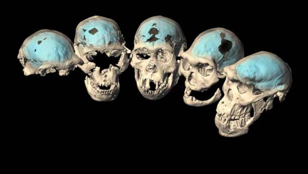 Una nueva investigación muestra que los primeros cerebros humanos eran más parecidos a los simios que a los modernos. (M. Ponce de León y Ch. Zollikofer / Universidad de Zurich)