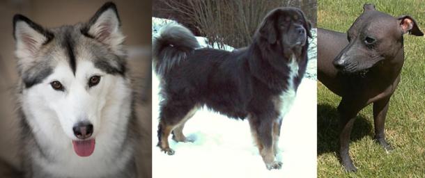 Three of the dog breeds that were chosen for the DNA study