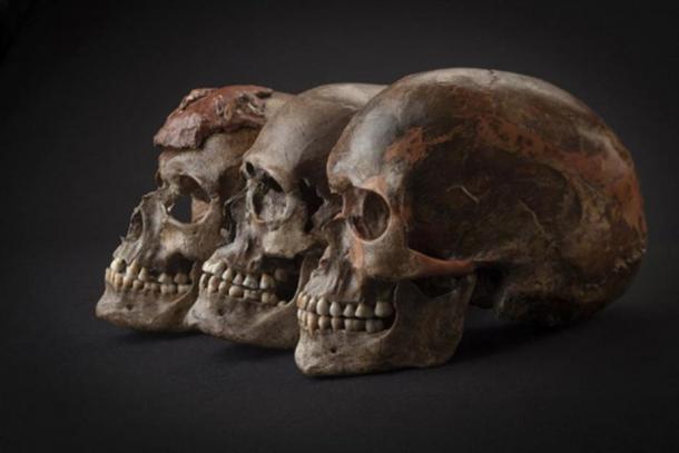 Three ~31,000-year-old skulls from Dolni Vestonice in the Czech Republic. For the next five thousand years, all samples analyzed in this study -- whether from Belgium, the Czech Republic, Austria, or Italy -- are closely related, reflecting a population expansion associated with the Gravettian archaeological culture.