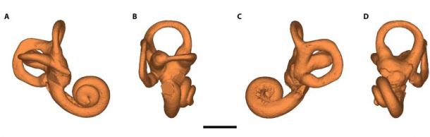 3D model of the inner ear of CN-46700 (Conde-Valverde et al./Science Advances)