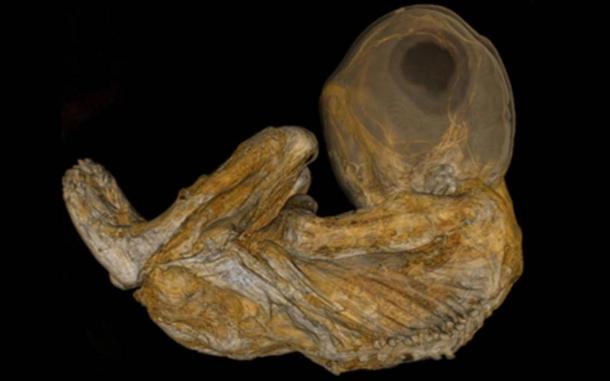  A 3D CT scan of a 560-year-old Peruvian child mummy at the Cincinnati Museum Center. This mummy is much younger than the Tres Ventanas mummies, but they may undergo similar medical procedures. 