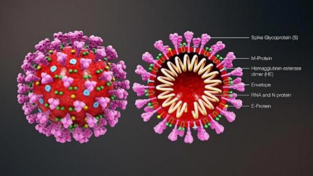 This is a 3D medical illustration of 2019 Novel Coronavirus, derived from a CDC released image. It explains the ultrastructural morphology. (CC BY SA 4.0)