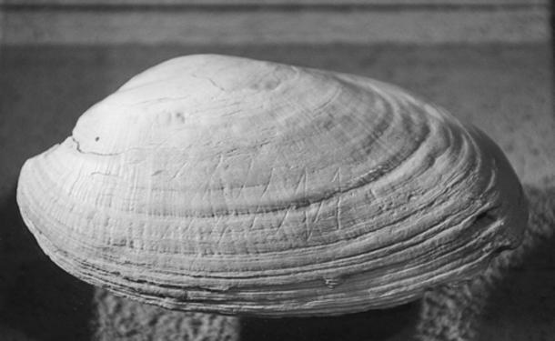   540,000 years old mussel shampoo found in Java with zigzag scratching. (CC BY-SA 4.0) 