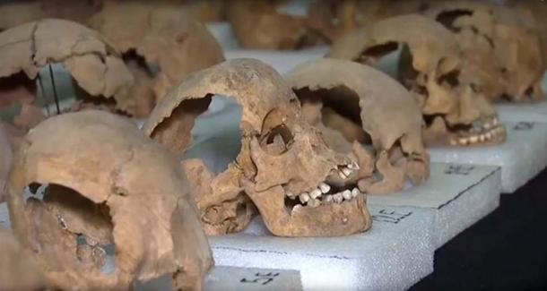 A selection of the 676 skulls that have been found so far