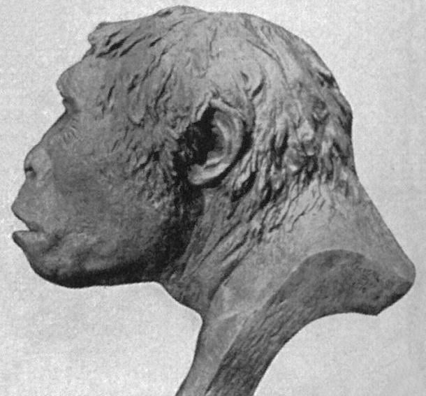 Una reconstrucción de 1922 del cráneo de Java Man basada en el descubrimiento de Trinil 2. (Dominio público)