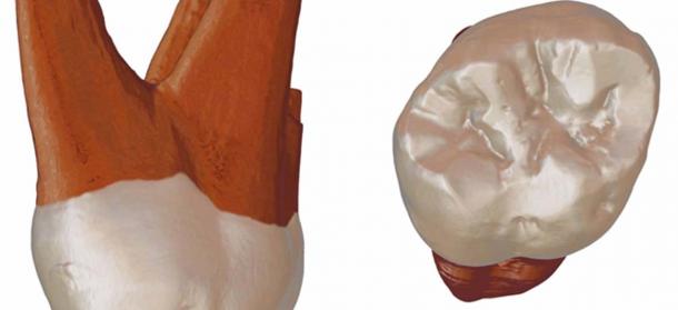 A 3D recreation of a recently discovered Neanderthal tooth. Source: Joshua Allan Lindal / Author provided.