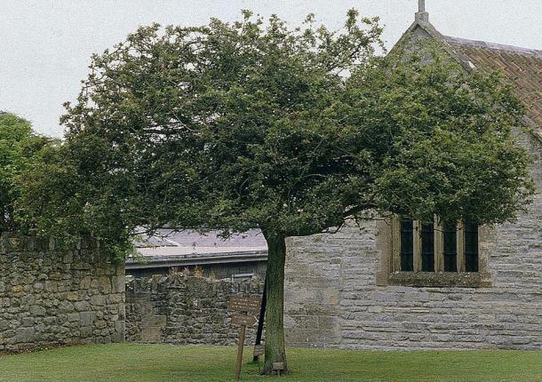 A Glastonbury Thorn at Glatonbury Abbey, 1984. This tree died in 1991 and was removed in 1992.