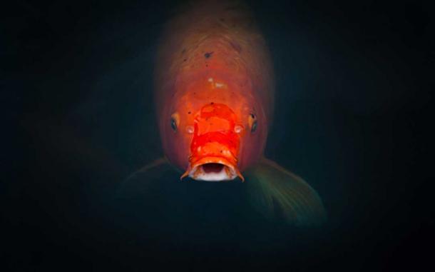 A Golden Carp