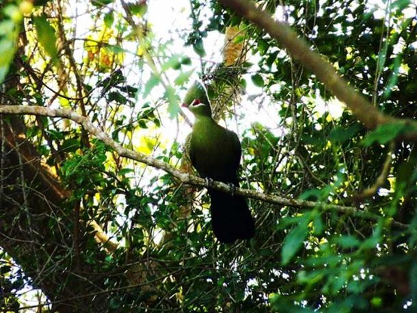 A Knysna Turaco (also known in South Africa as the Knysna Lourie) in Knysna, Western Cape Province, South Africa. (CC BY-SA 2.0)