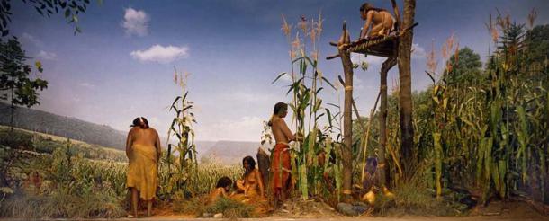 A Native American garden with squash, beans, and corn. (Public Domain)