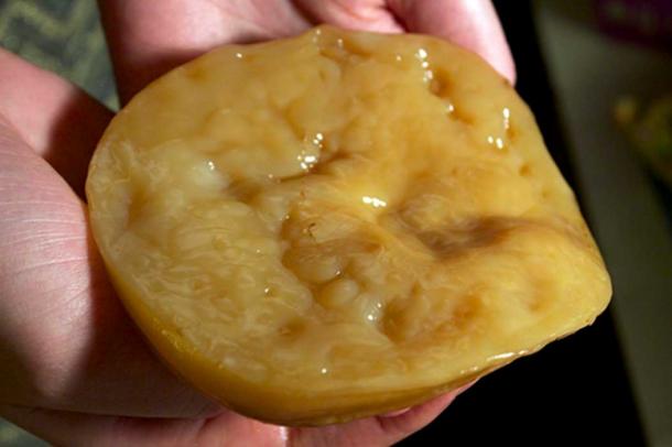 A SCOBY used for brewing kombucha. (Alexbrn / CC BY-SA 4.0)