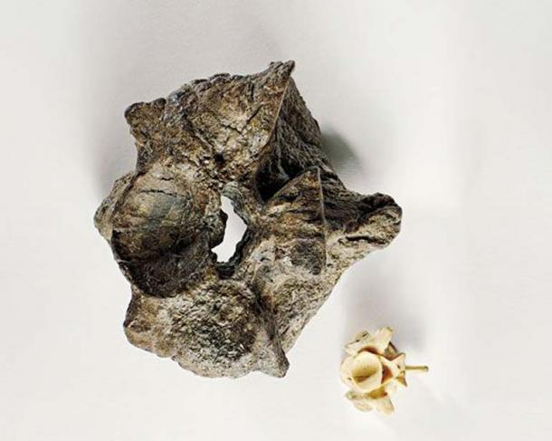 A Titanoboa vertebra dwarfs that of a modern 17-foot anaconda (Brian Tietz)
