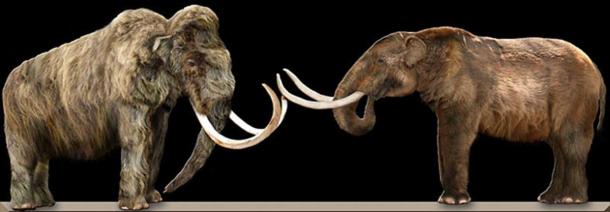 A Wooly mammoth (left) and an American mastodon (right) facing each other, showing the physical differences between the two animals.