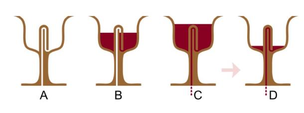 A cross-section of a Pythagorean cup when filled with wine.