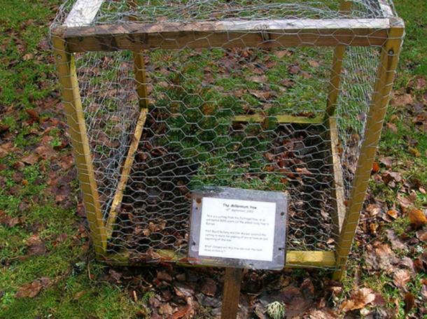 A cutting of the Fortingall Yew at Kindrogan Field Studies Centre. (Rosser1954 / Public Domain)