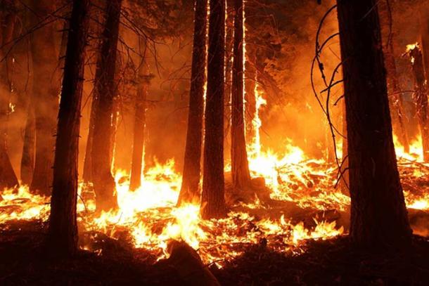 A forest fire. (Pixabay License)