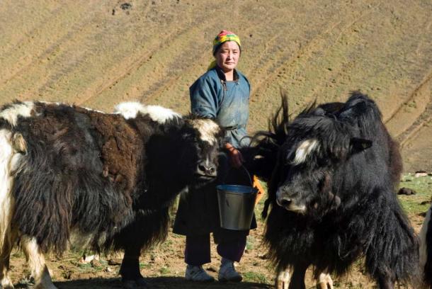 A herder woman milks her yaks in Must, Khovd Province, Mongolia. (United Nations Photo/CC BY NC ND 2.0)