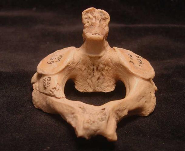 A human second cervical (axis) vertebra HM-159, showing the cut-marks consistent with decapitation.