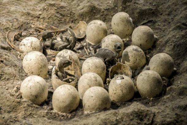 A model of a dinosaur nest. Credit:  Jaroslav Moravcik / Adobe Stock