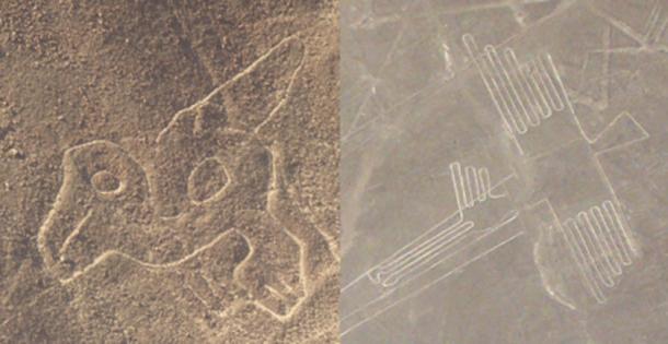 Left; A possible immature parrot; Right; A pelican (L: CC0 / R: CC BY-SA 4.0)