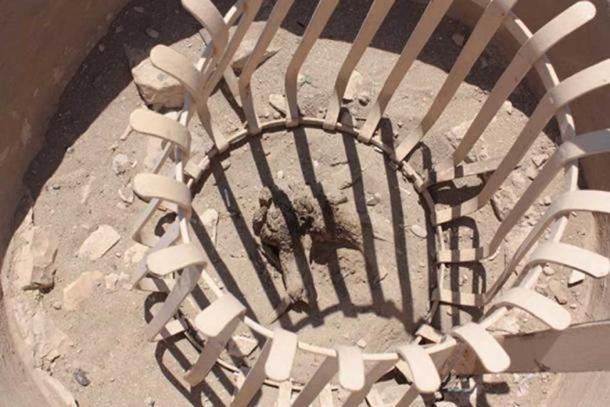 A tree in front of Hatshepsut's temple, claimed to have been brought from Punt by Hatshepsut's Expedition which is depicted on the Temple walls.