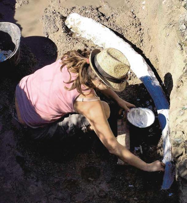 A tusk of a straight-tusked elephant was also found. 