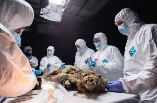Autopsy being carried out on the 44,000 year old wolf. (Michil Yakovlev/Editorial Department of Corporate Media