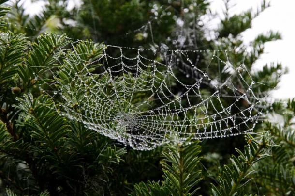 According to the Christmas Spider legend, the creatures wove their webs in the tree, and the sunlight transformed the webs into real silver and gold. (Public Domain)