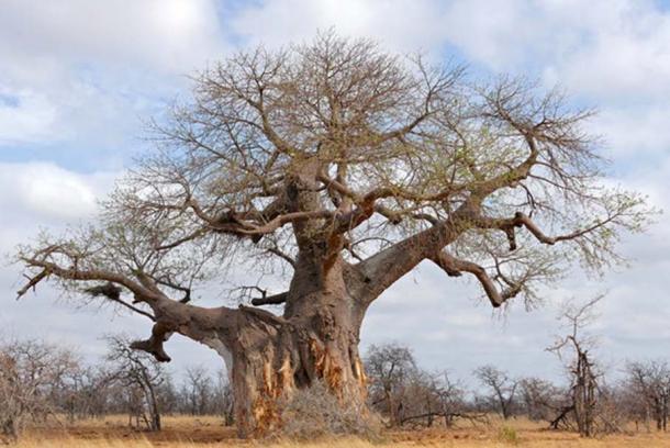 Az Adansonia digitata akár 2500 éves is lehet. Bernard Dupont/Flickr, CC BY-SA