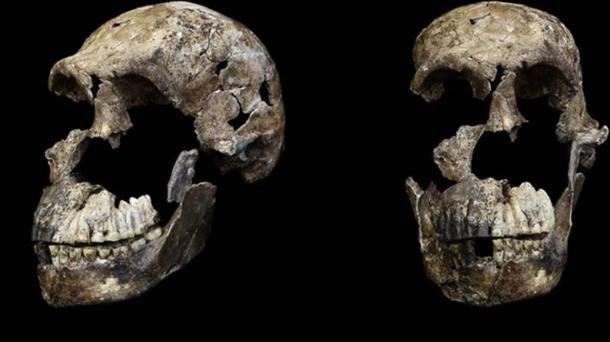 Adult male cranium ‘H. naledi’ from Lesedi chamber, Naledi, South Africa