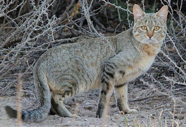 African wild cat. (Leonemanuel/CC BY SA 4.0)