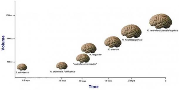 After an initial flatlining, this plot appears to show consistent enlargement of hominid brains over the last 2 million years. Note that these brain volumes are averaged across a number of independent lineages within the genus Homo and likely represent the preferential success of larger-brained species.