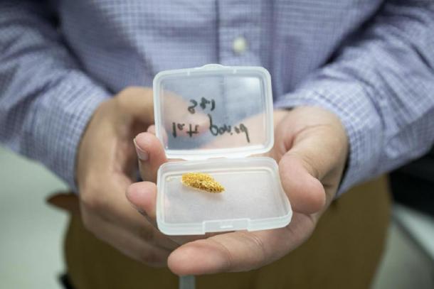 Ahmed Elnewishy, an associate professor at Cairo University, holds a femur bone sample from mummified human remains that was studied at Berkeley Lab's Advanced Light Source synchrotron. Elneshy and Cairo University postdoctoral researcher Mohamed Kasem studied dozens of ancient Egyptian bone samples and some soil samples during a two-month visit made possible by a grant-supported program called LAAAMP. (Marilyn Sargent/Berkeley Lab)