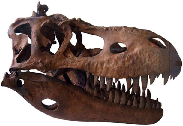 Albertosaurus Skull Cast Geological Museum in Copenhagen (Michael BH / CC BY-SA 3.0)