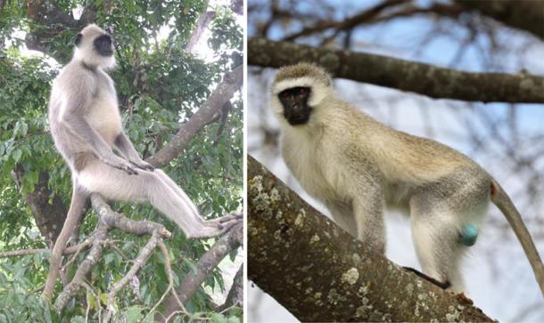 Left, Alpha male Grey Langur at Mudumalai National Park. (Marcus334 / CC BY-SA 3.0) Right, Vervet Monkey. (Carolyn/Adobe Stock)