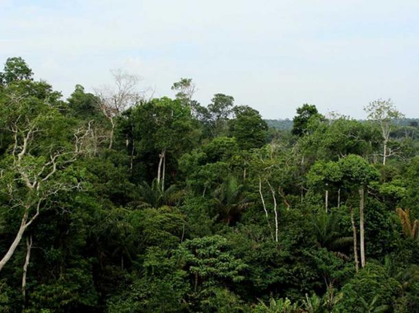 Amazon Rainforest, Brazil.