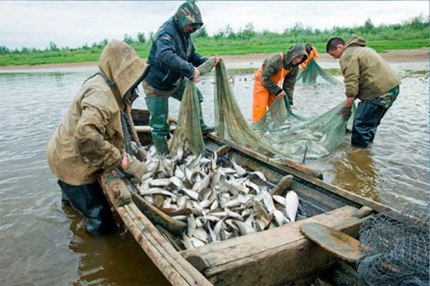 Amur River indigenous people are netting salmon in modern days. (Image: AiF / The Siberian Times)