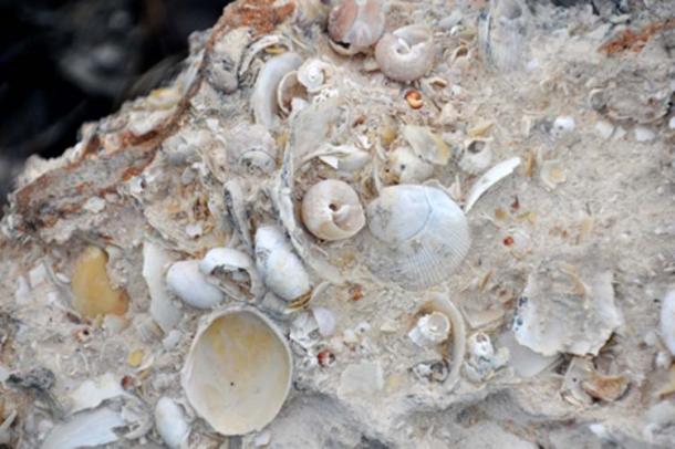 An example of mollusk-rich fossiliferous limestone (St John, J / CC BY 2.0)