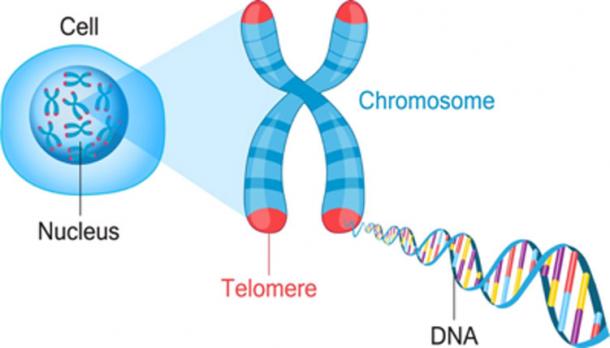 Analysis of the Y-chromosome sequences reveals a new story of the origins of the Japanese population. (fancytapis / Adobe Stock)