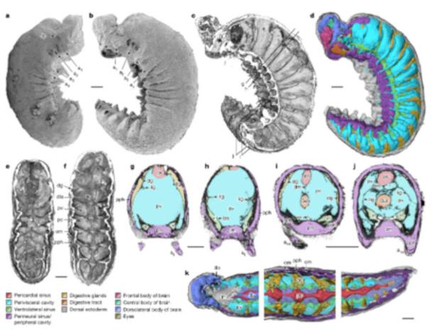 Anatomical overview of Youti yuanshi. (Emma J. Long/Nature)