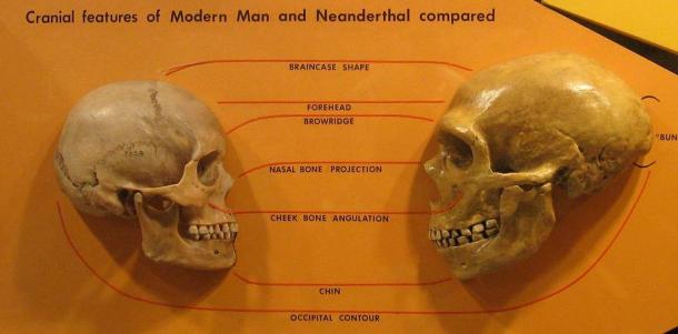 Anatomical comparison of skulls of Homo sapiens, left and Homo neanderthalensis, right