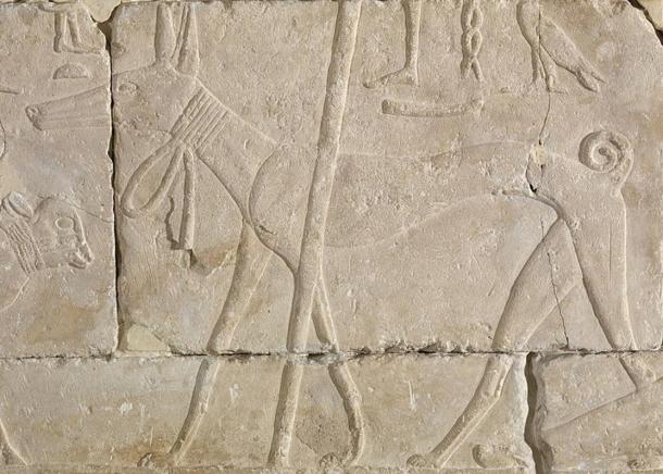 Ancient Egyptian relief carving of a dog.
